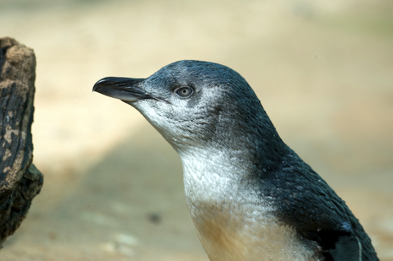 фото малого