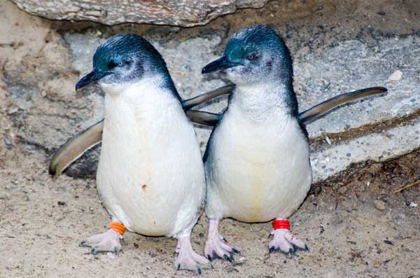 блакитні пінгвіни