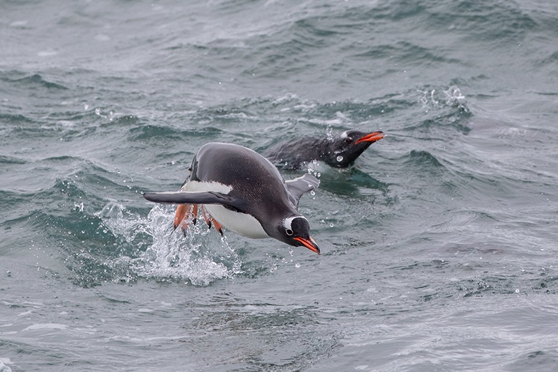 пінгвін-шкіпер