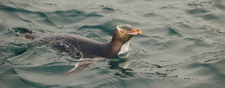жовтоокий плаває