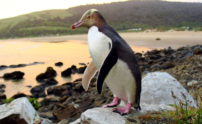 новозеландські