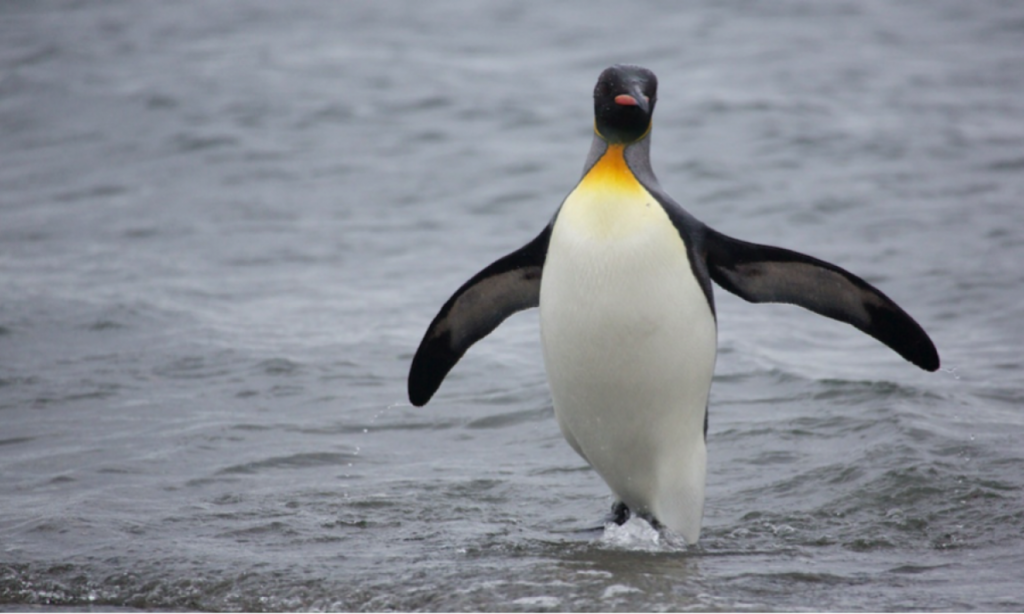 королівський красень