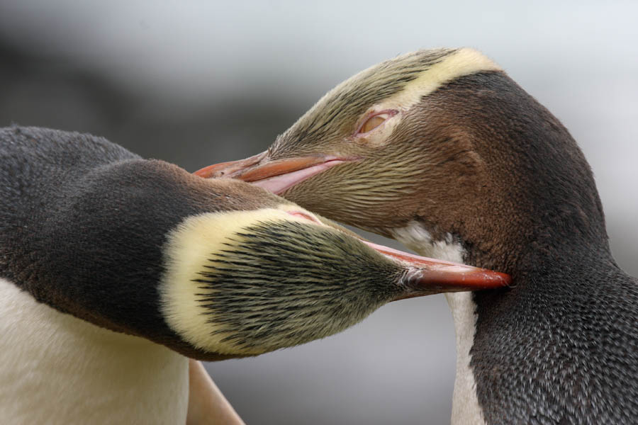 жовтоокі кохання