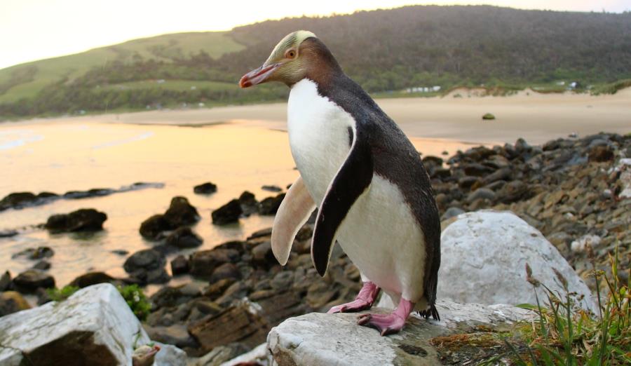 жовтоокий на камені