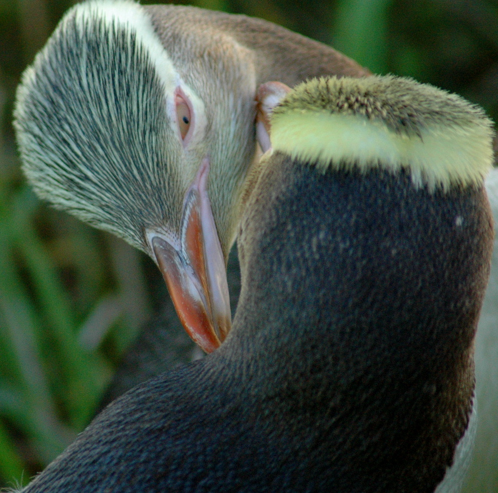 закохані жовтоокі