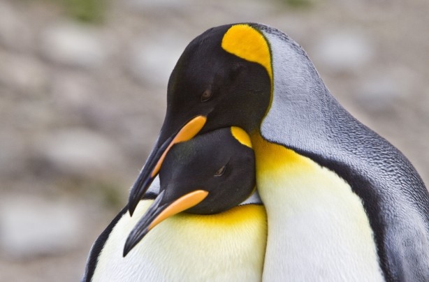 королівські