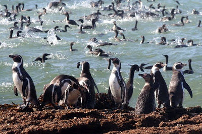 харчування пінгвінів