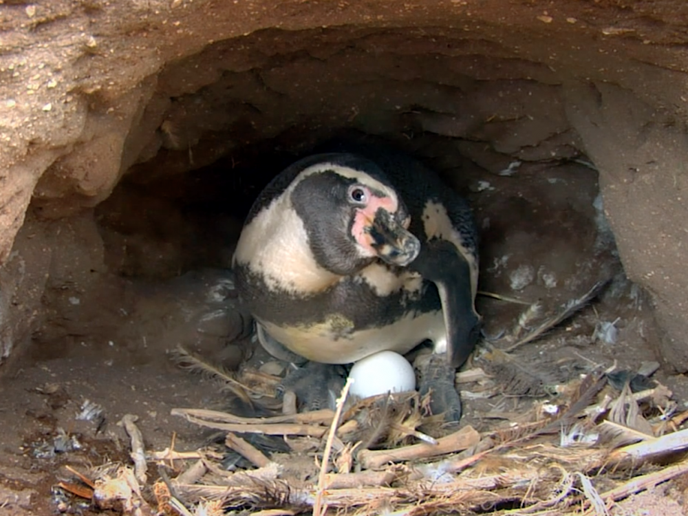 яйця Гуюбольдта