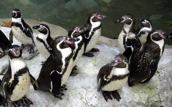 пінгвіни Гумбольдта