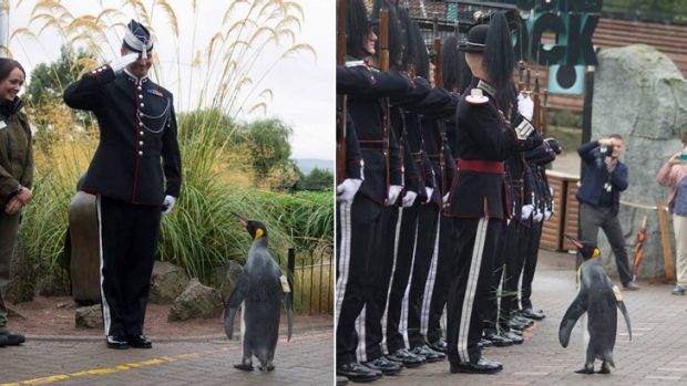 пінгвін став генералом