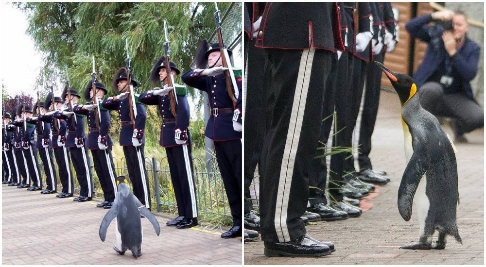 пінгвін-генерал