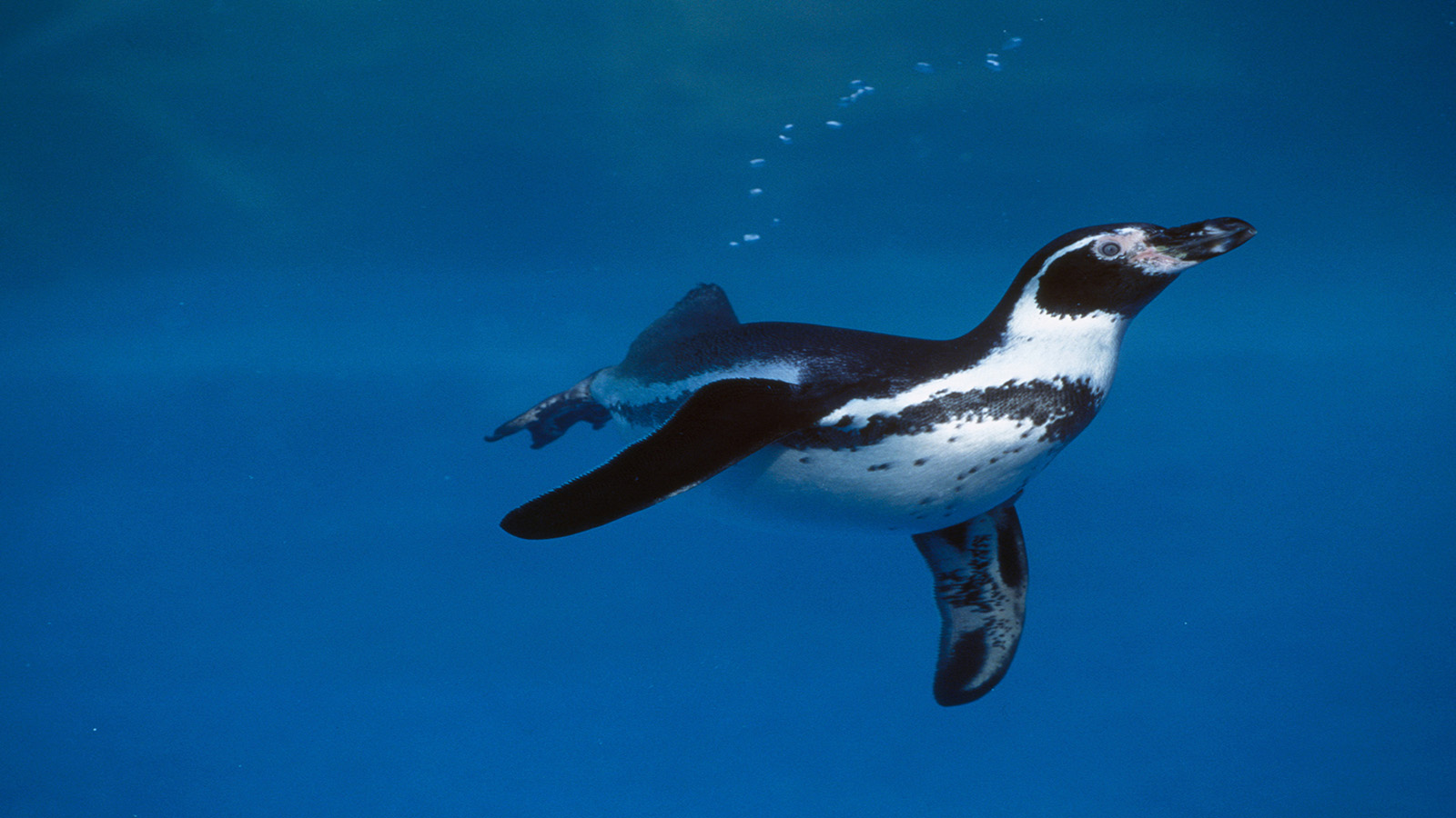 пінгвин Гумбольдта під водою