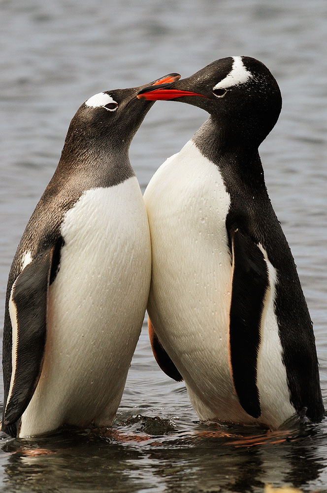 Цілунки субантарктичних пінгвінів