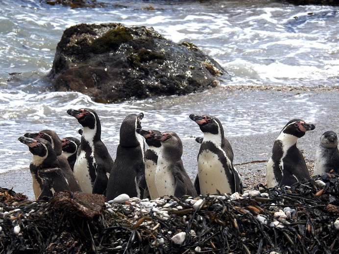 пінгвіни на березі