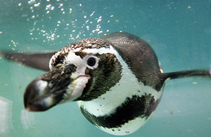 Пінгвін пливе