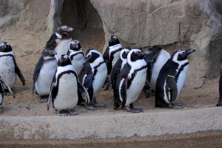 африканські