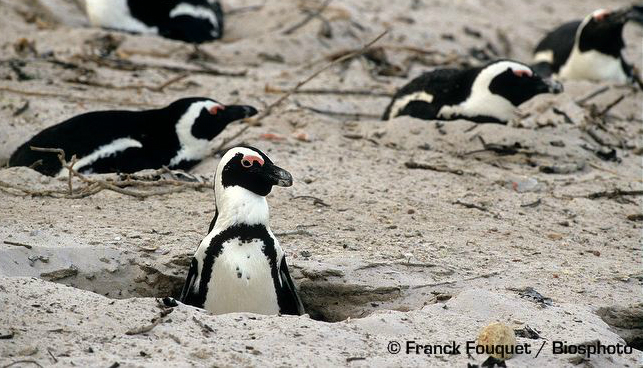 африканський у нірці