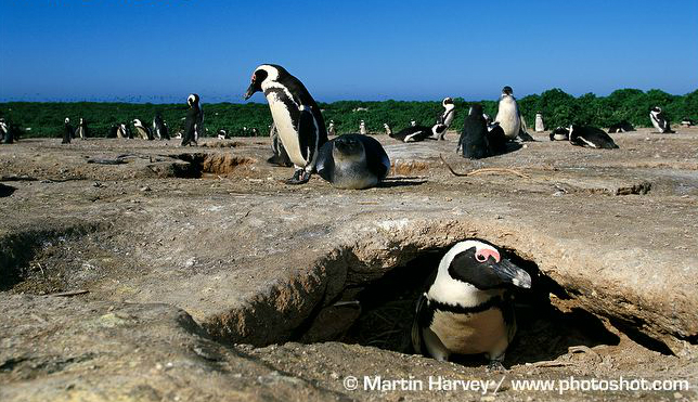 африканський пінгвін у будиночку