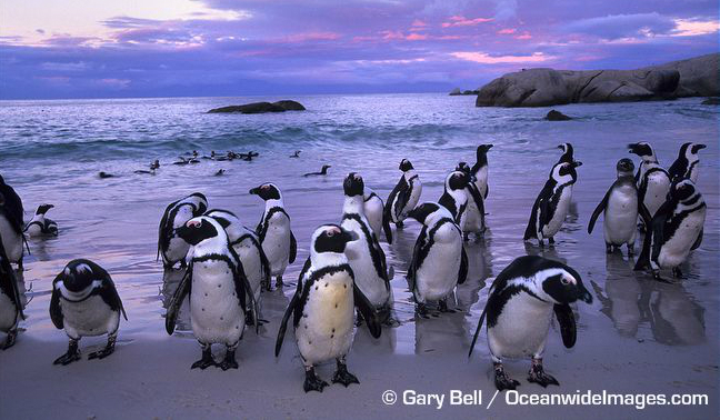 Колонія африканських пінгвінів