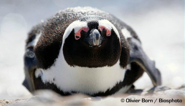 фото африканських