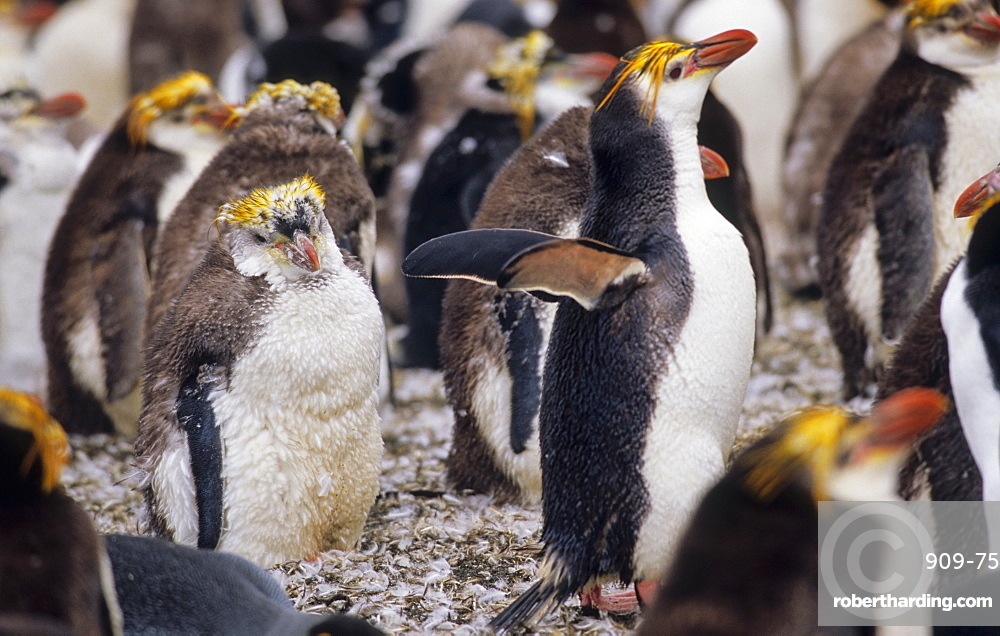 Пінгвіни білогорлі