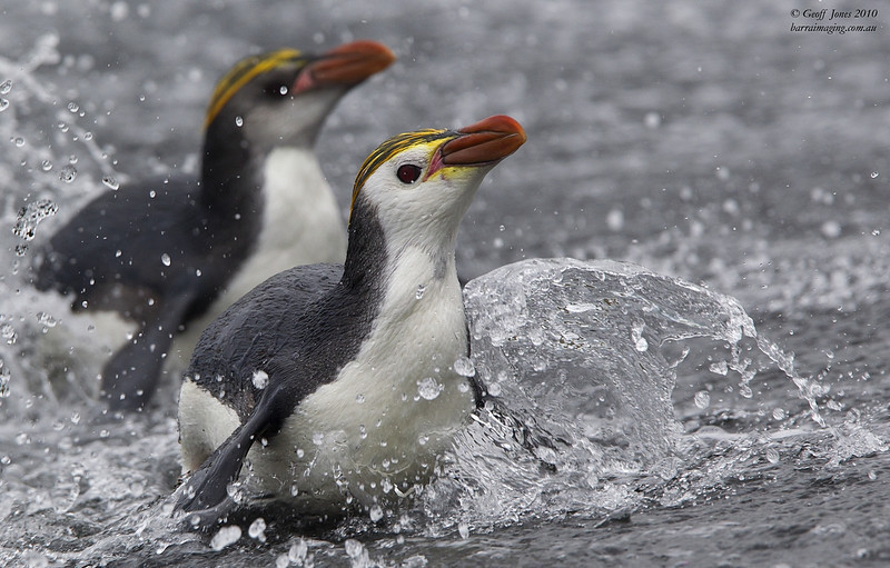 пінгвіни білогорлі