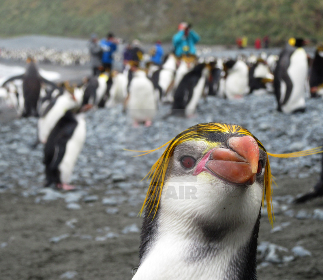 пінгвин Шлегеля