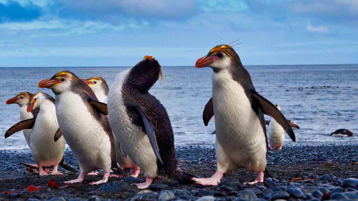 Білогорлі пінгвіни