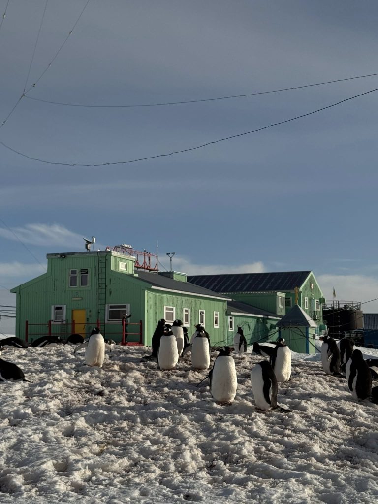 Пінгвіни біля Векрнадського