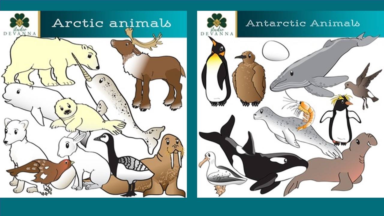 Арктика і Антарктика